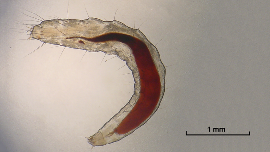 What do flea larvae look like? FleaScience