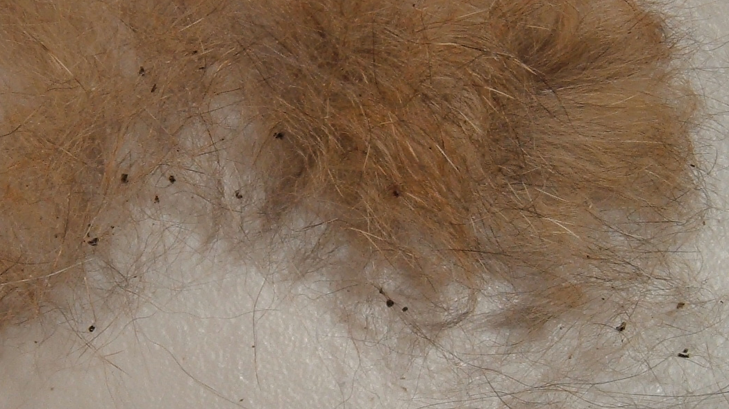 Dead flea found in cat's bed Ctenocephalides felis