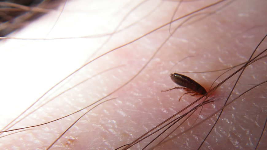 Can fleas survive and reproduce on human blood?