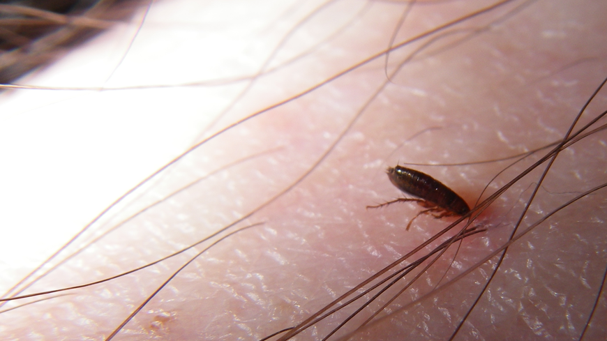 Why do fleas only bite certain people?