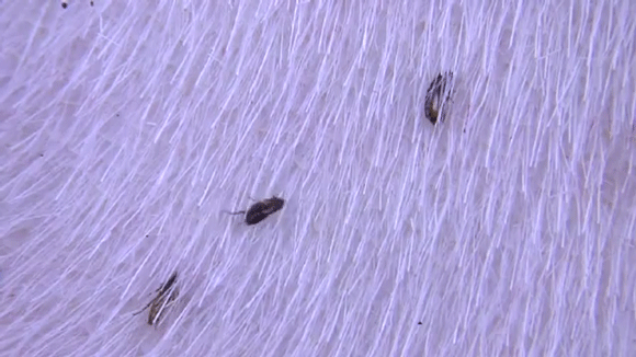 Do fleas crawl and climb? FleaScience