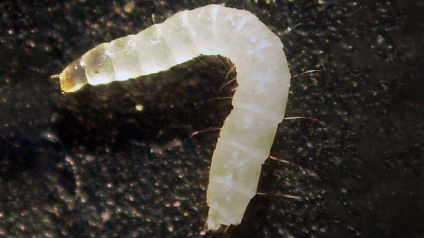 picture of white prepupae larvae of the cat flea