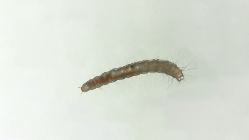 Pictures of Flea Larvae FleaScience
