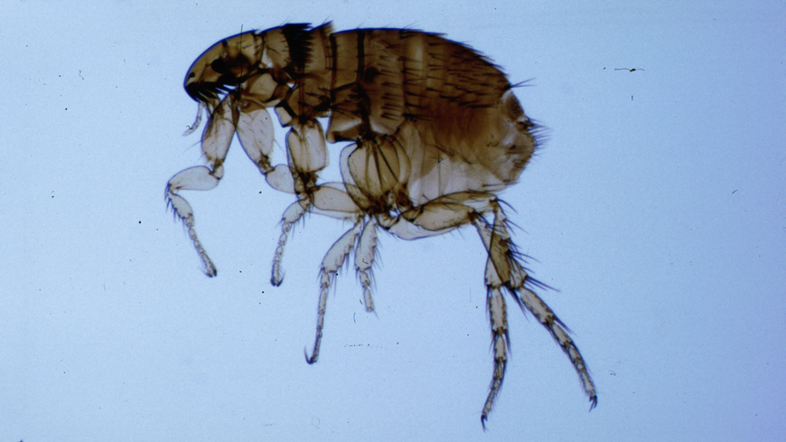 picture of an adult flea