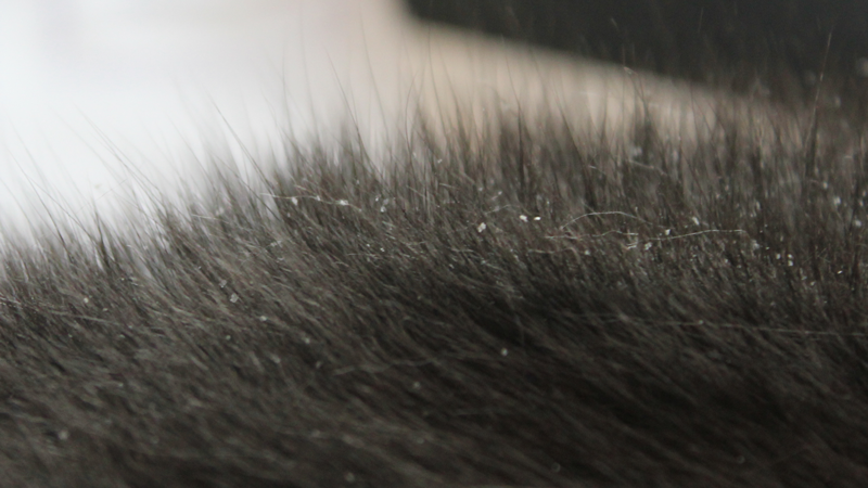 picture of cat dandruff