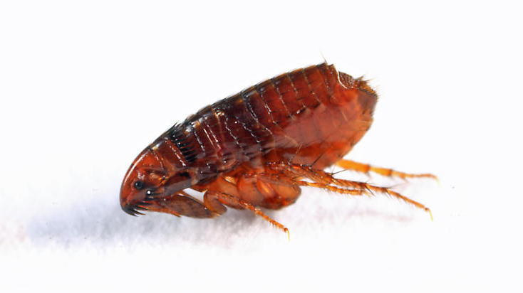 picture of an adult cat flea on a white backgorund