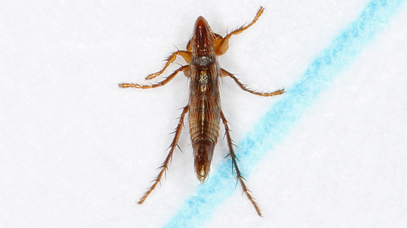 compressed flea body