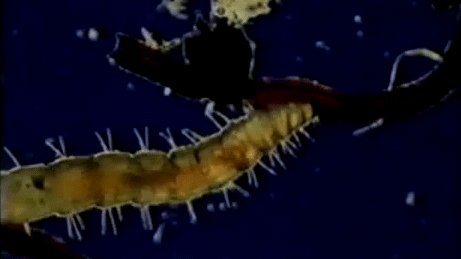 larva feeding on a coil of fecal blood