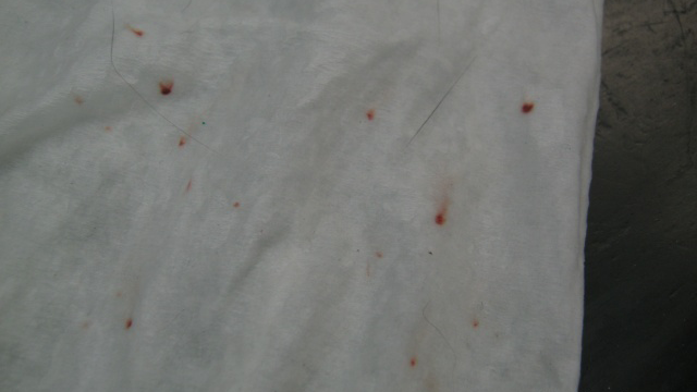 flea eggs on bed sheets