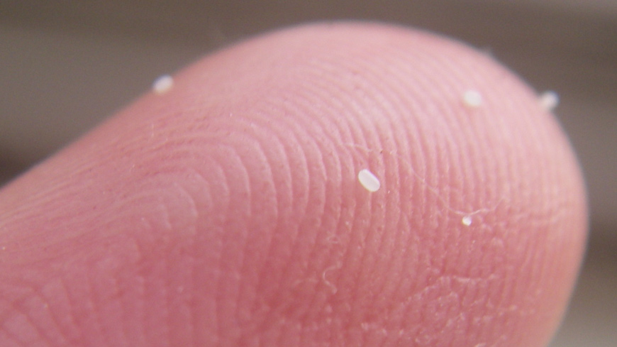 flea eggs on bed sheets