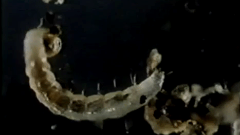 picture of flea larva ctenocephalides felis eating flea dirt