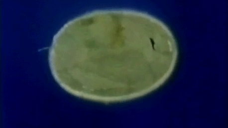 one flea eggs hatching into one larvae