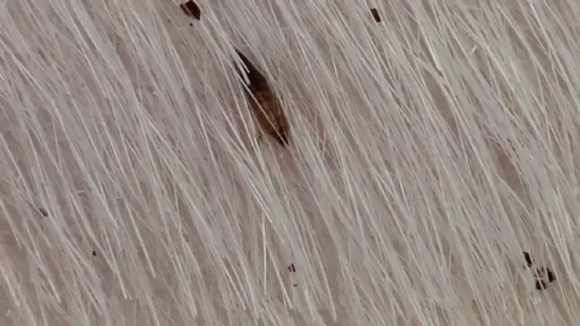 flea laying egg on dog pelage