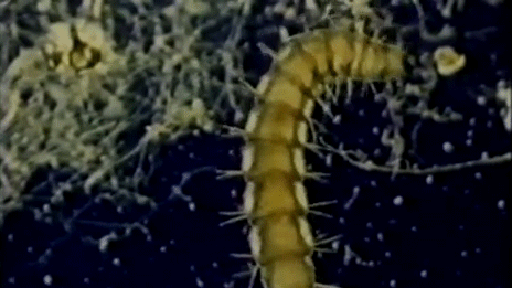 picture of cat flea larvae moving