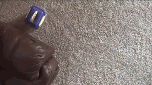 Flea Infestation Carpet