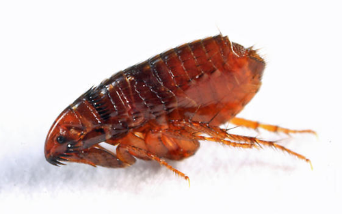 Are Fleas Attracted To Light? | Fleascience