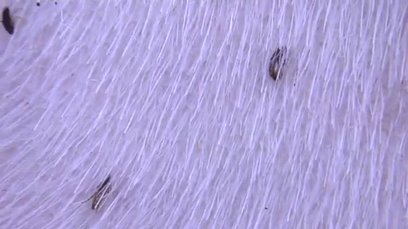 animated gif of flea crawling
