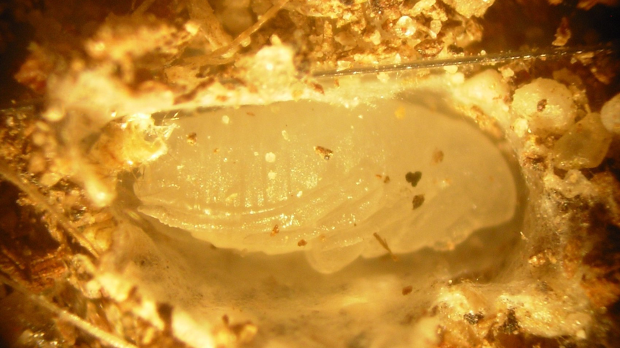 image of a flea pupa inside a cocoon