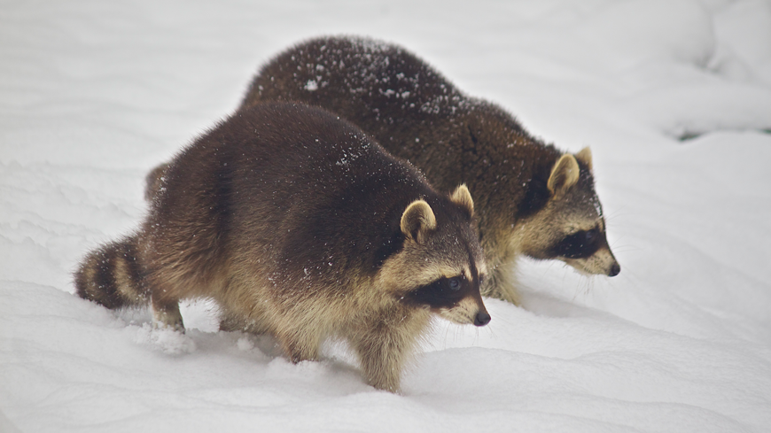 do fleas go away in the winter