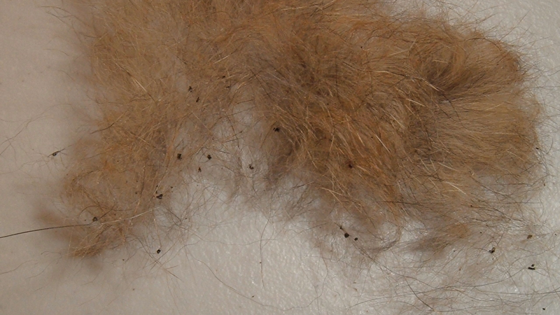 flea poop in cat fur