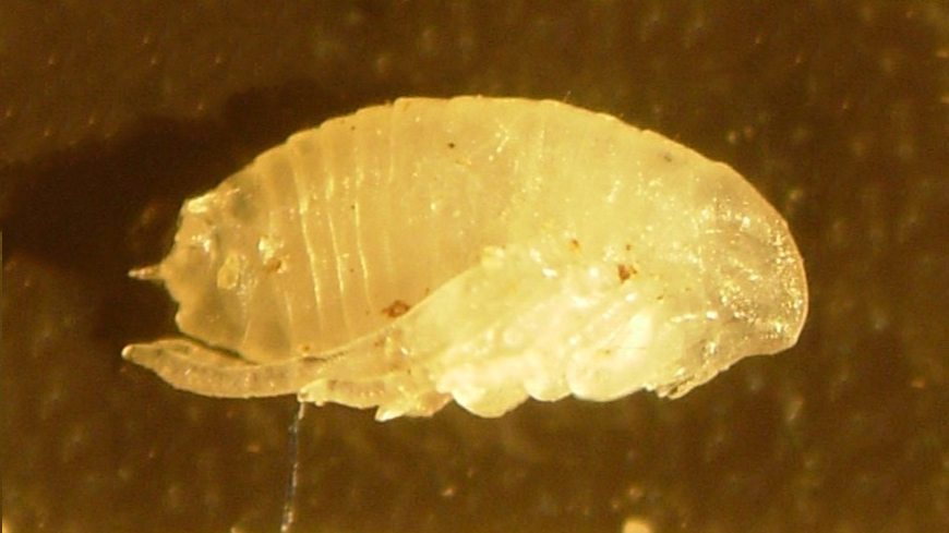naked flea pupae