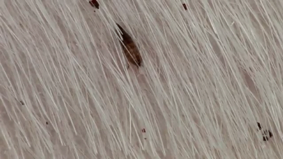 flea laying egg on dog pelage static