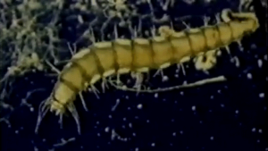 why do sponge larvae move