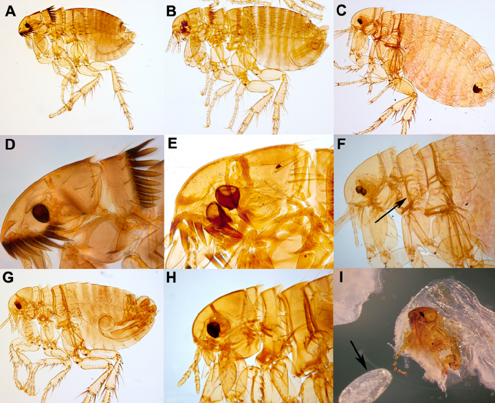 What do human fleas look like?